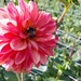 The Dahlia and the Bee