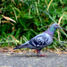 Pigeon in Magnolia
