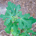 Brown Turkey Fig branch...