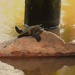 Small Turtle On A Small Rock ~