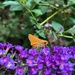 Skipper