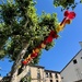 Ornaments between two trees. 