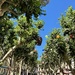 Sérignan center. 