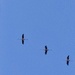 Bad photos of flamingos flying. 