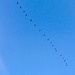 Flamingo in the sky. 