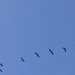 Flamingos. 