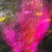 Portulaca Zoom