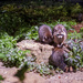 Raccoons
