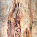 Abstract 1