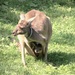 Momma And Her Joey