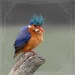 A miserable bird