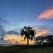 Sunset  and palmetto tree