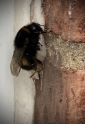 4th Aug 2025 - Bee