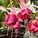 Hardy Fuchsia