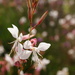 matching bokeh