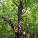 Ancient oak