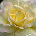 Peace Rose