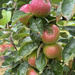 My Apple Tree