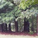 Impression on a line of trees...