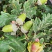 Acorns