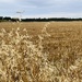 Waiting for harvest
