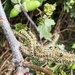 So many caterpillars!