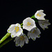 My Snowflakes Are Blooming DSC_8610