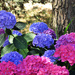 Hydrangea