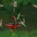LHG_9590. busy feeder in the rain