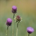 Thistle (Or Teasel?)