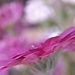 Gerbera ~~~~~