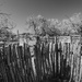 Echoes from the Weathered Corral