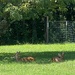 Back to Indiana and fawns resting in the shade