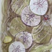 Sand dollars in brown