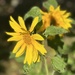 Already blooming