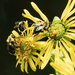 Three Bees