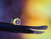 4th Aug 2025 - 57/365