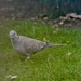 Collared dove