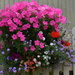 A neighbours flowers 