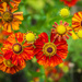 Zinnia