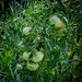 A study in green