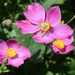Anemones du Japon