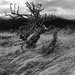 Windswept 