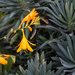 Yellow crocosmia