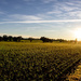 Burrumbuttock brightness
