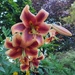 Courtyard Lily 