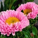 Asters 