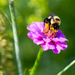 Bumble