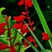 Red Salvia
