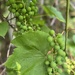 Wine grapes